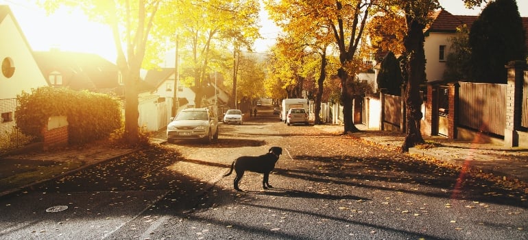 Apart from getting to know your neighborhood after moving to Glendale, feel free to explore its attractions