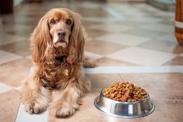Shower your pet with love and treats – they can never have enough of it.