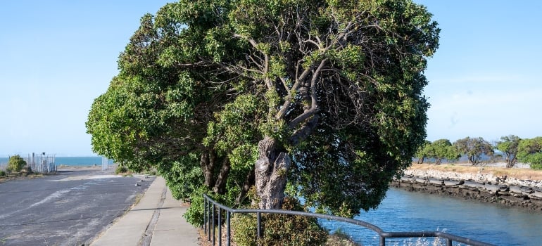 Burlingame, the City of Trees, is a green refuge in the area