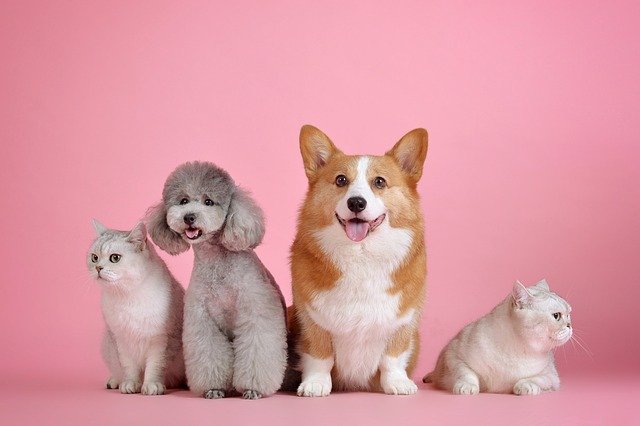 The procedure is the same regardless of the number of pets that you have.