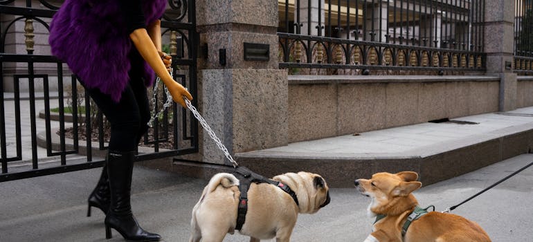 Exploring the scenic trails of Los Angeles County with your dog is a joyous adventure.