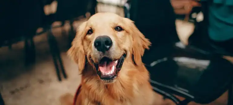Living in San Francisco with a dog means endless adventures in dog-friendly parks like the expansive Golden Gate Park.