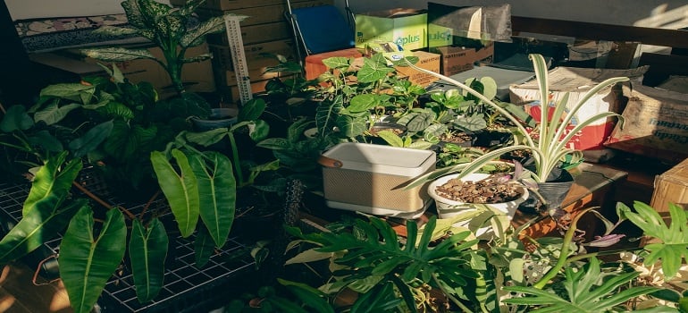 Packing and moving garden equipment and plants can be a challenging but rewarding part of starting a new life in a different place.