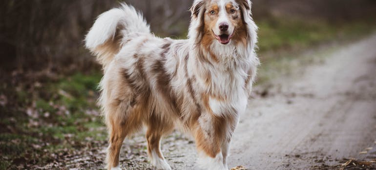 Dog owners in San Francisco enjoy a community that celebrates canine companionship at every turn.