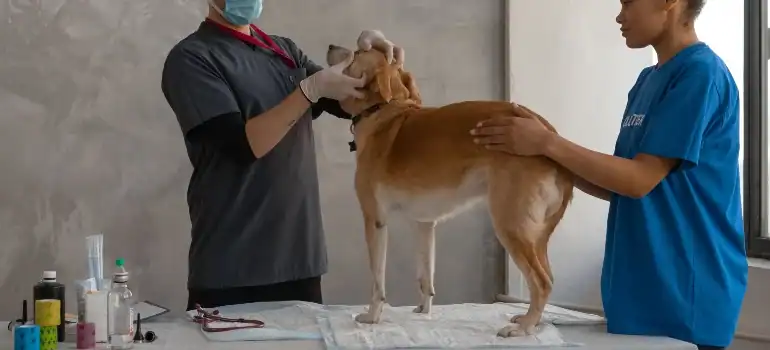 Go to the vet and do a complete health check before moving from SF to LA with a pet.