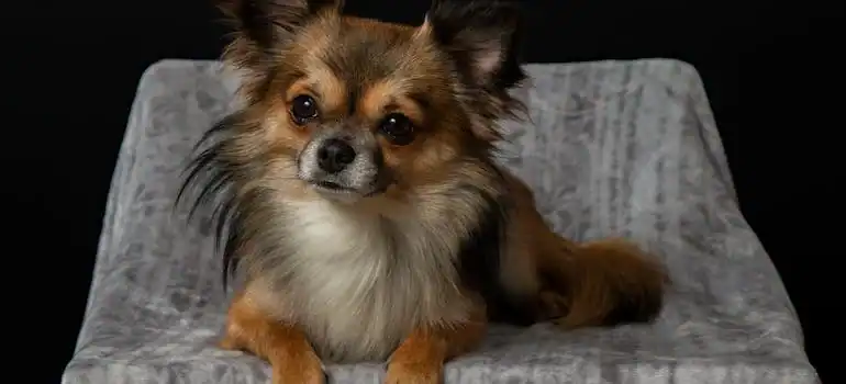 San Francisco’s mild climate allows for year-round outdoor activities with your furry friend.